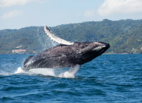 брачный период у горбатых китов