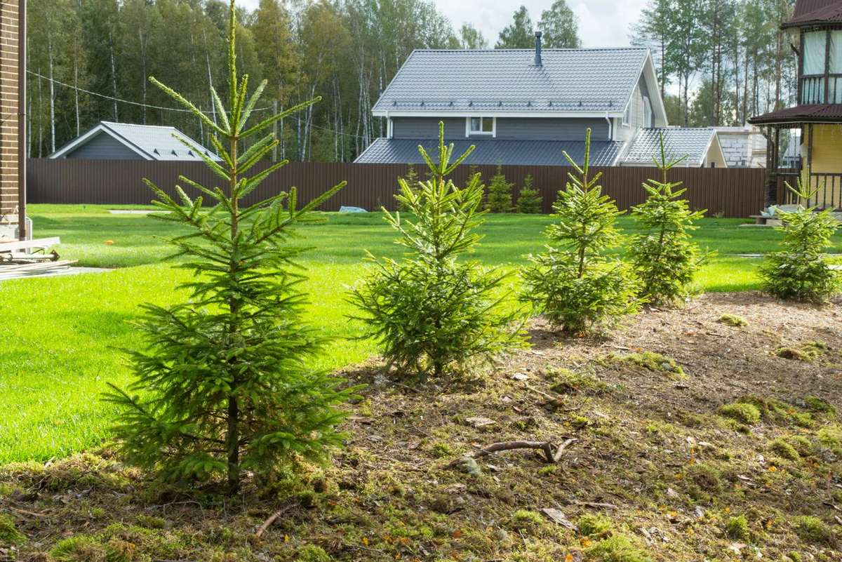 пихта сербская. пихта сибирская или голубая ель на участке. сажают ли елки на участке. новогодняя ель в ландшафтном дизайне. туя смарагд,сосна горная.