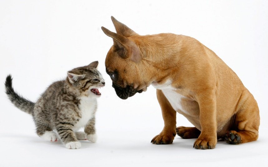 Как проявляется реакция «замри» в ситуации испуга. Фотография с сайта fun-cats.ru 