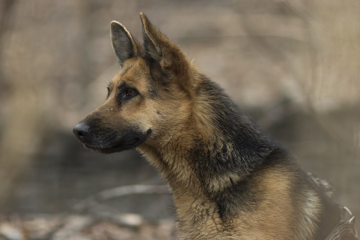 Источник: Wikimedia Commons