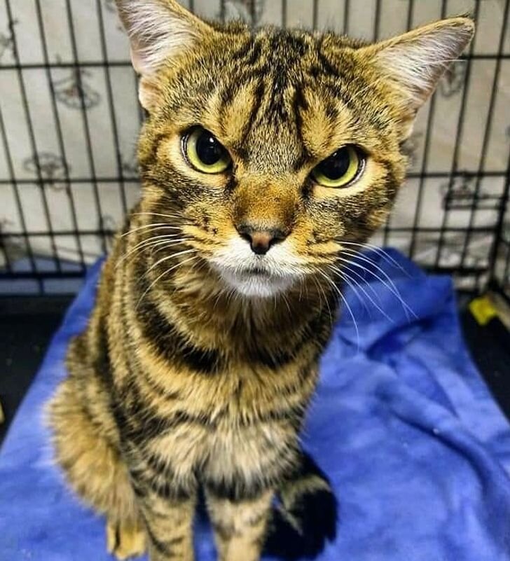 © gigglestheangrycat / Instagram, © GigglesTheAngryCat / Facebook