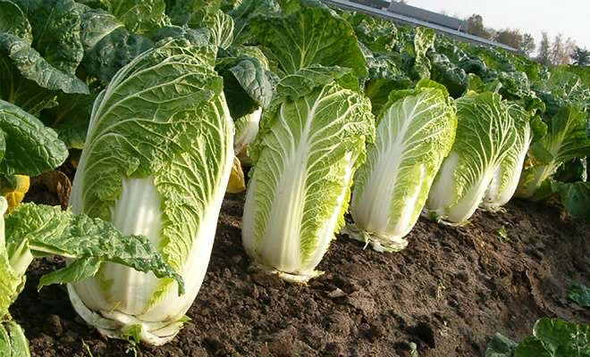 Пекинка – культура длинного дня, т. е. при световом дне более 13 часов она начинает цвести. Поэтому массовая высадка производится либо ранней весной, когда день еще короткий, либо в середине июля, когда день уже идет на убыль