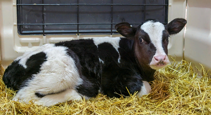 Фото: ГК «Дамате»