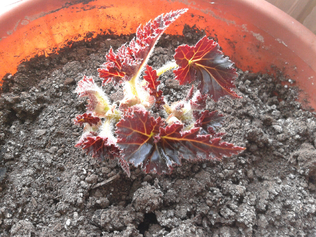 Раскрываем первые листики