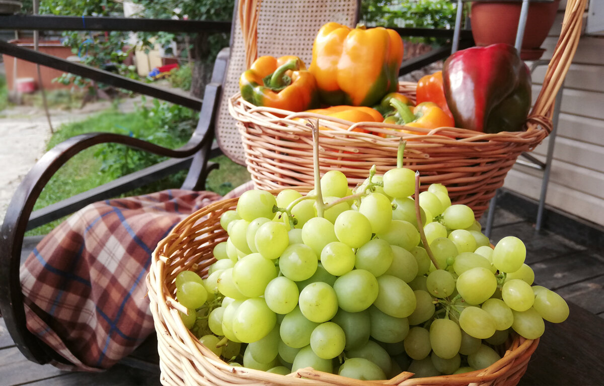 Это то, что я выращивала  когда то...