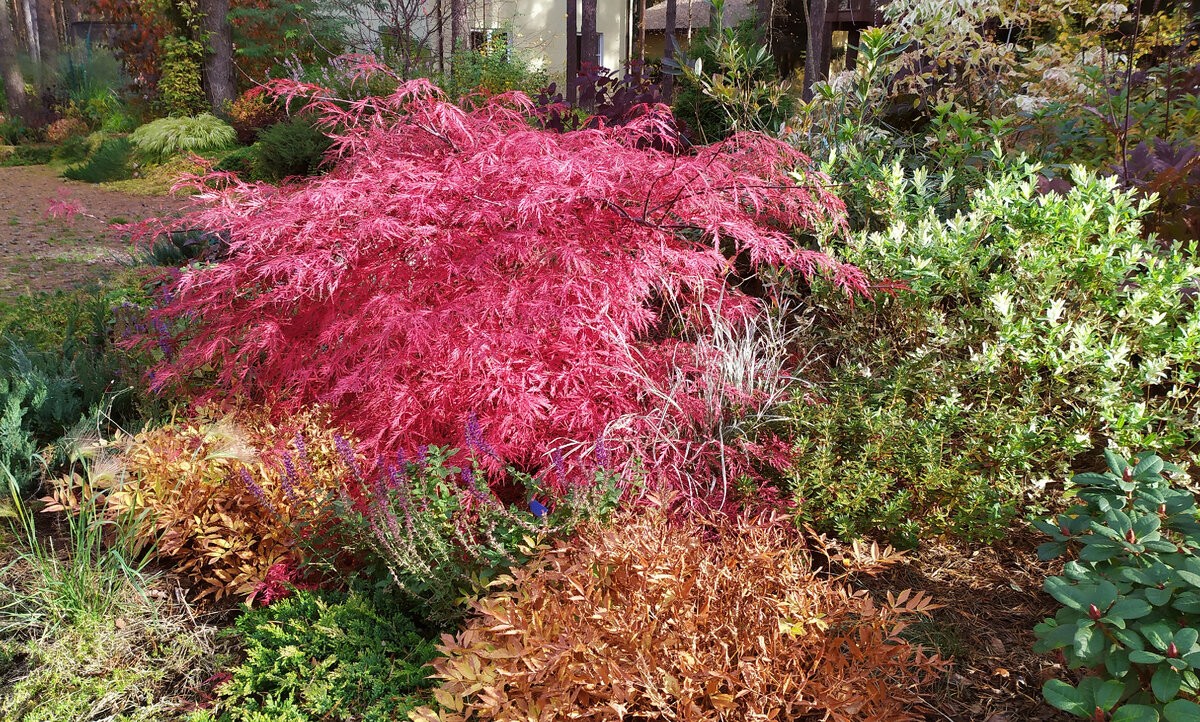 Клен дланевидный Atropurpureum Dissectum, середина ноября 2021 в нашем саду. 