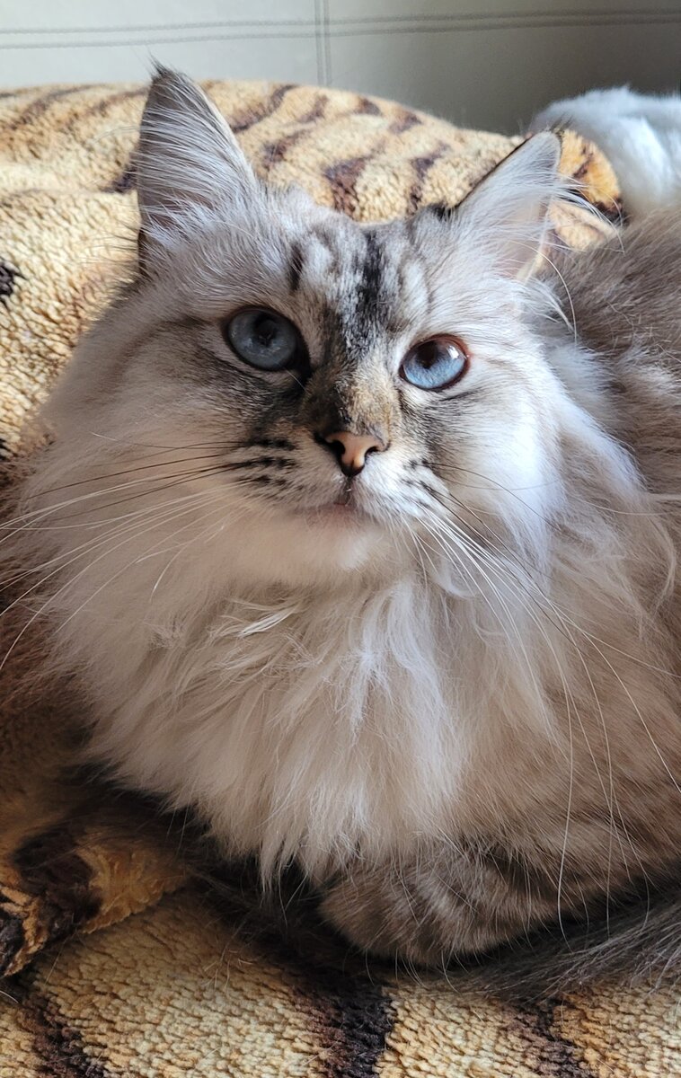 Не брала, не знаю...