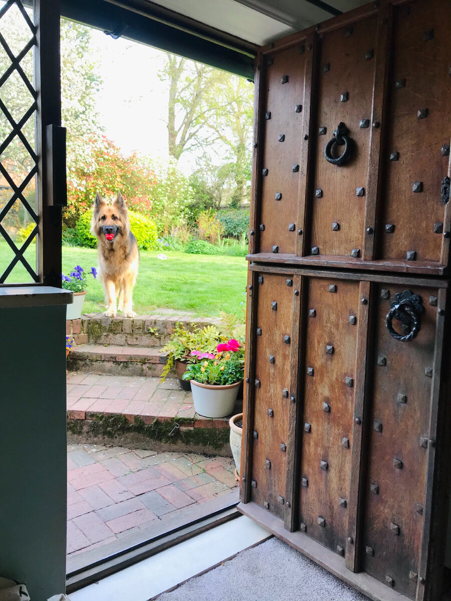 Солидная входная дверь. А перед домом гуляет хозяйка дома - овчарка Поппи. Кстати, популярное собачье имя в Англии. Фотография из личного архива. 