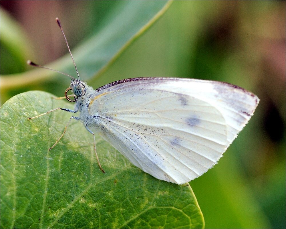 Капустница