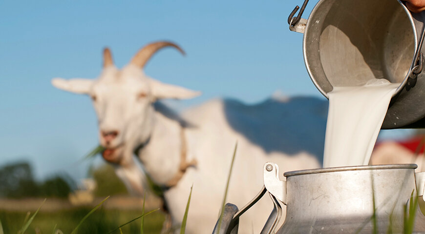Коровье или козье молоко: сравнение и выбор лучшего. Раскрываем все секреты и особенности