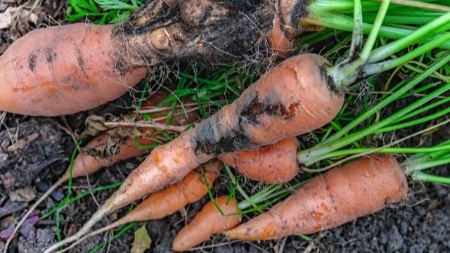 Такую морковь не стоит хранить и употреблять в пищу