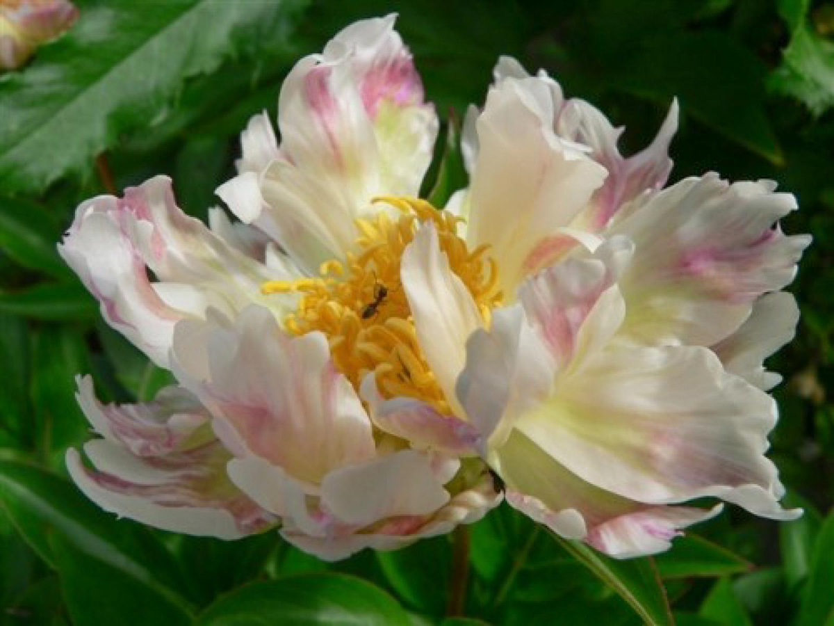 Король сада - пион. 9 потрясающих сортов пиона молочноцветкового