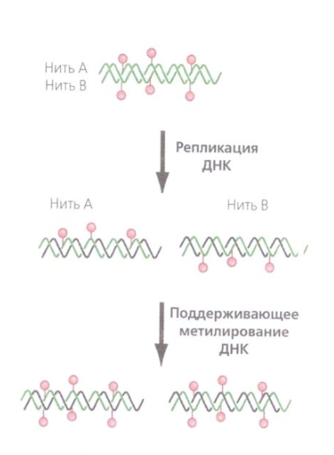 Репликация метилированной ДНК и последующее метилирование вновьсинтезированных цепей (изображение из свободного доступа)