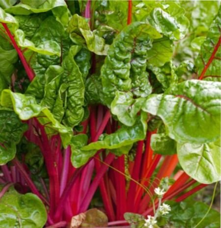 подкормка свеклы в открытом грунте