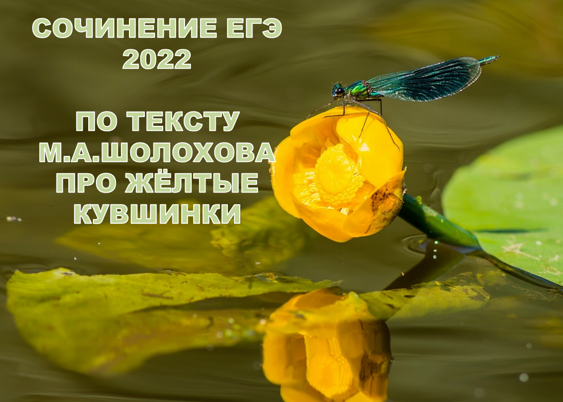Желтые кувшинки плавали в стоячей воде. Пахло тиной и речной сыростью. Источник: https://w-dog.ru/wallpapers/11/19/343918950063665/blestyashhaya-krasotka-strekoza-kubyshka-zhltaya-kuvshinka-zhltaya-kuvshinka-voda-makro.jpg