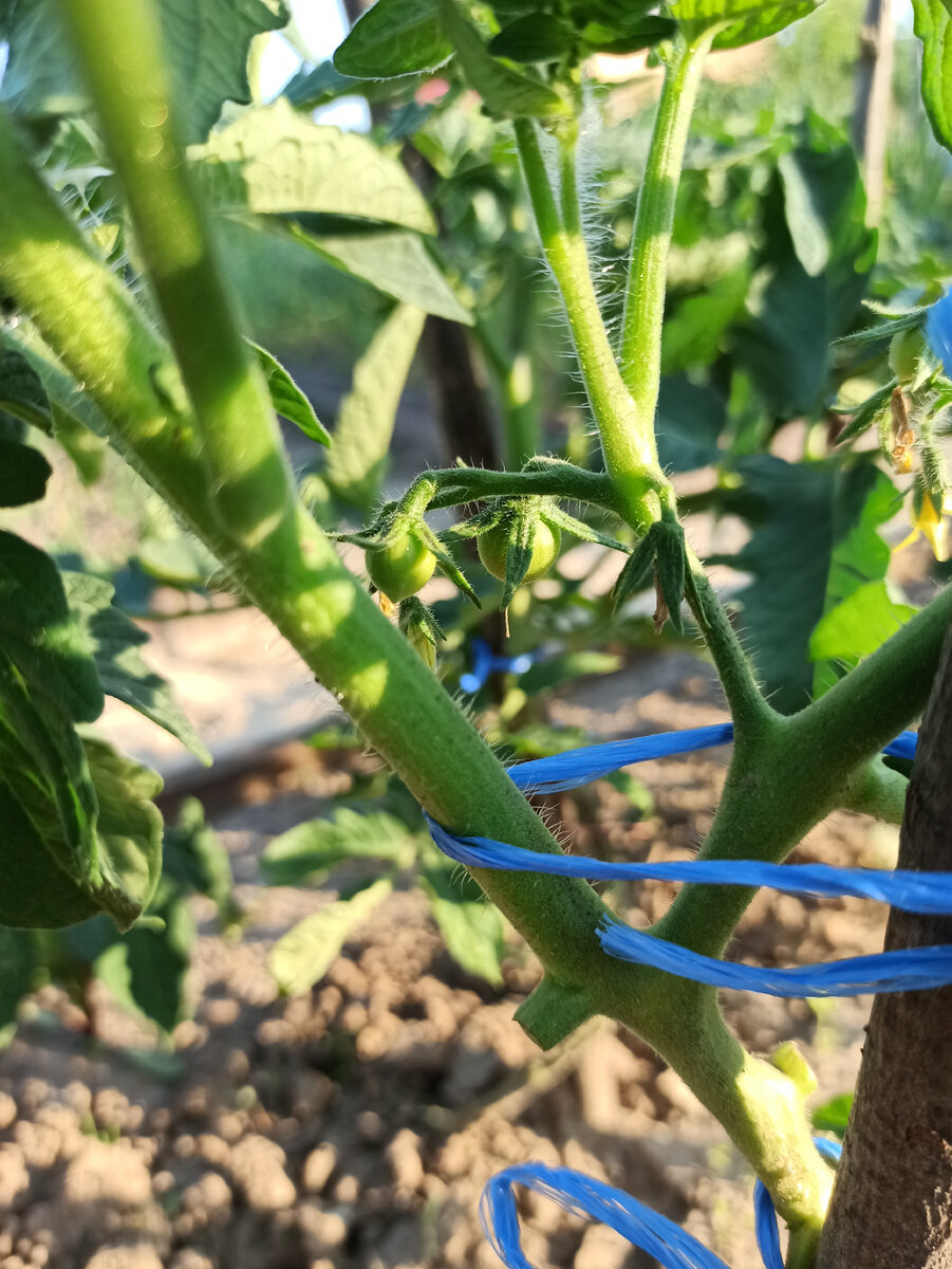 Томаты завязывают плоды, открытый грунт, Калужская область