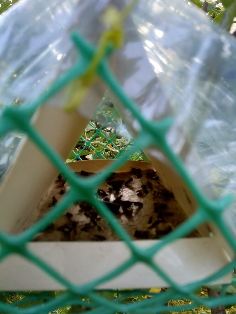 На яблоне сорта Лобо