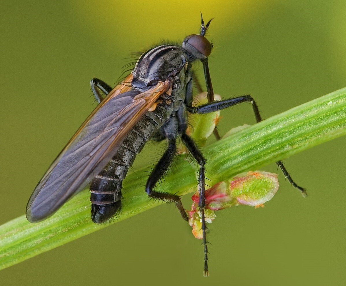 А ещё они перекрасились в стильный чёрный цвет!