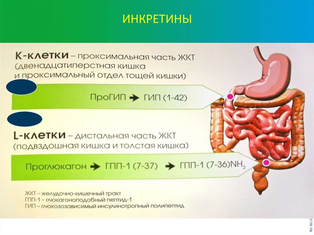 Глюкагоноподобный пептид. Инкретины. Инкретины клиническая фармакология. Глюкозозависимый инсулинотропный полипептид. Механизм действия инкретиномиметиков.