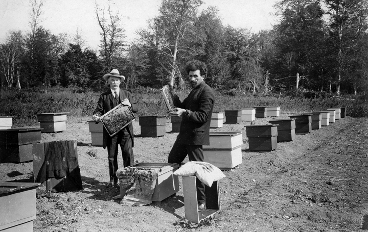 В советское время к подвиду относились крайне трепетно. Вывозить кавказских пчел можно было лишь по специальному разрешению. 