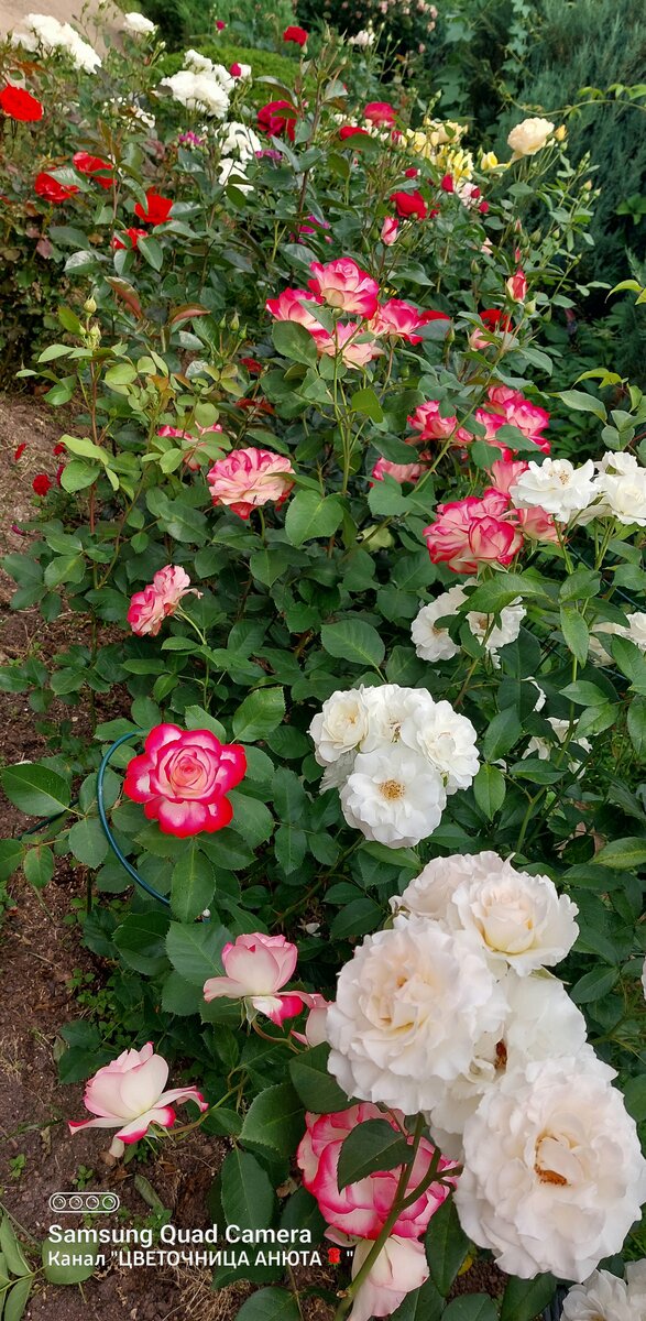 Урок №9. Летняя обрезка роз после первого цветения