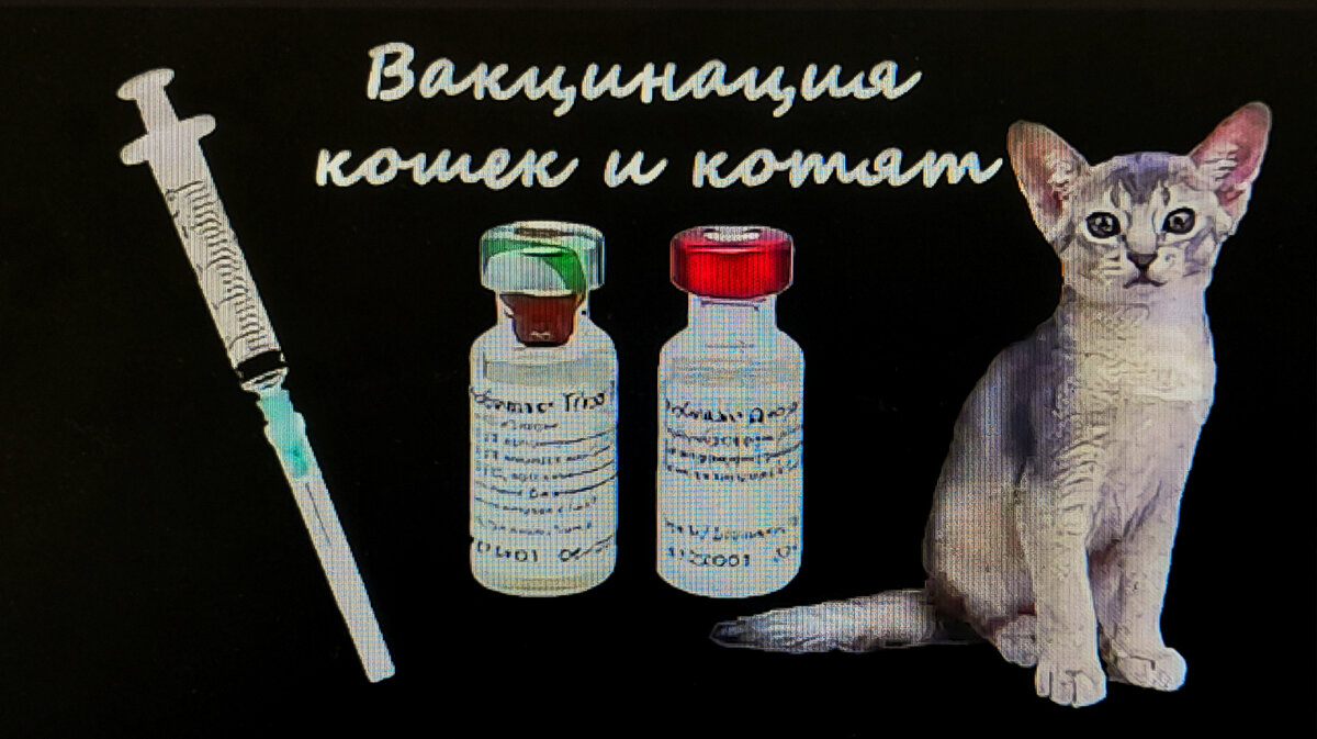 Вакцинация кошек. Прививка котенку. Животных вакцинируют. Прививки для кошек.