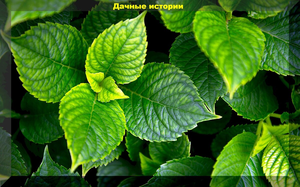 https://vk.com/photo-159774511_457254870