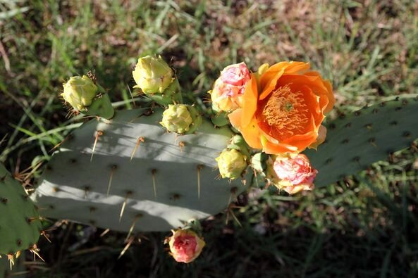 кактус Opuntia