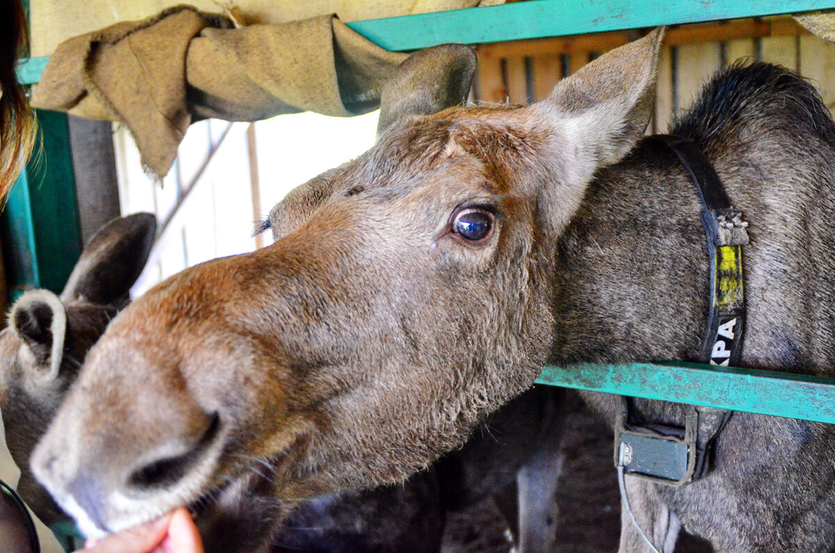 Молодая лосиха - двухлетка