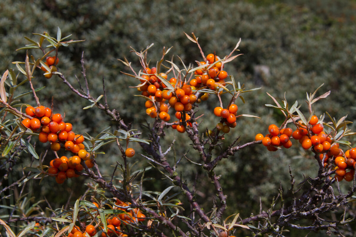    Облепиха подвержена грибковым заболеваниям.legion-media