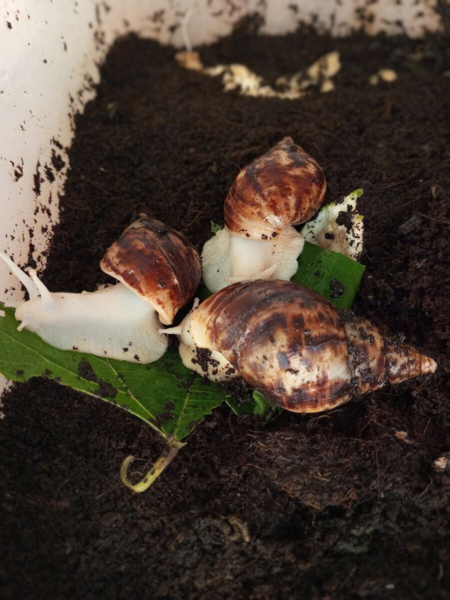 #ахатин#улиткаахатина #улитки #проулиток #домашниепитомцы #опитомцах #животныедома 