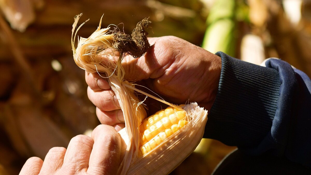    Уборка урожая кукурузы© Sputnik