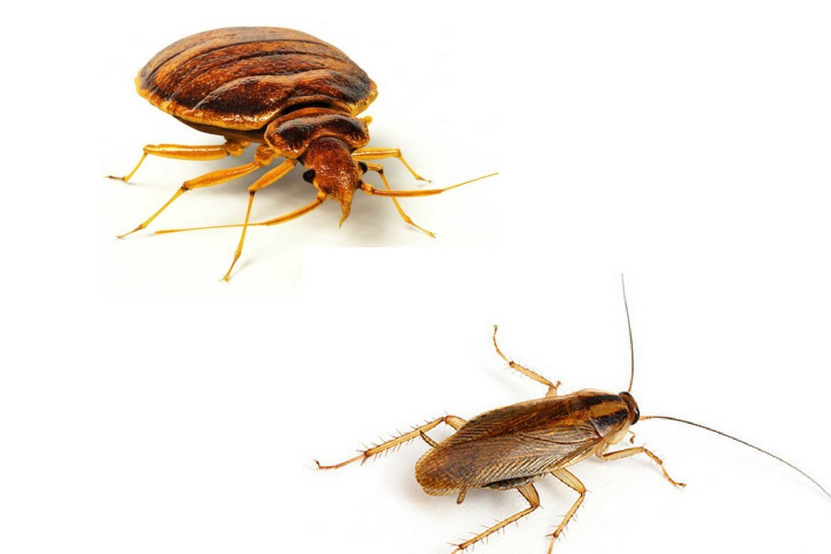 Источник:Яндекс  картинки.