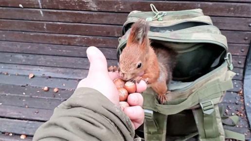 Ещё немного об Ушастике