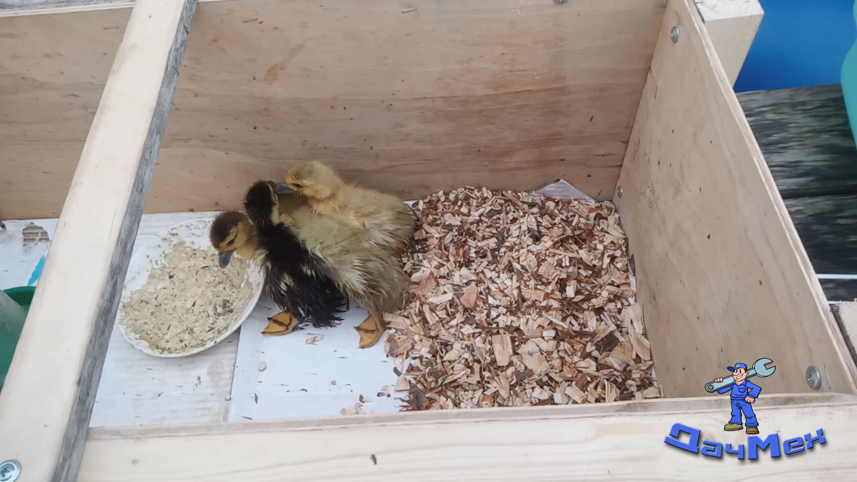 ИндоУтята в брудере