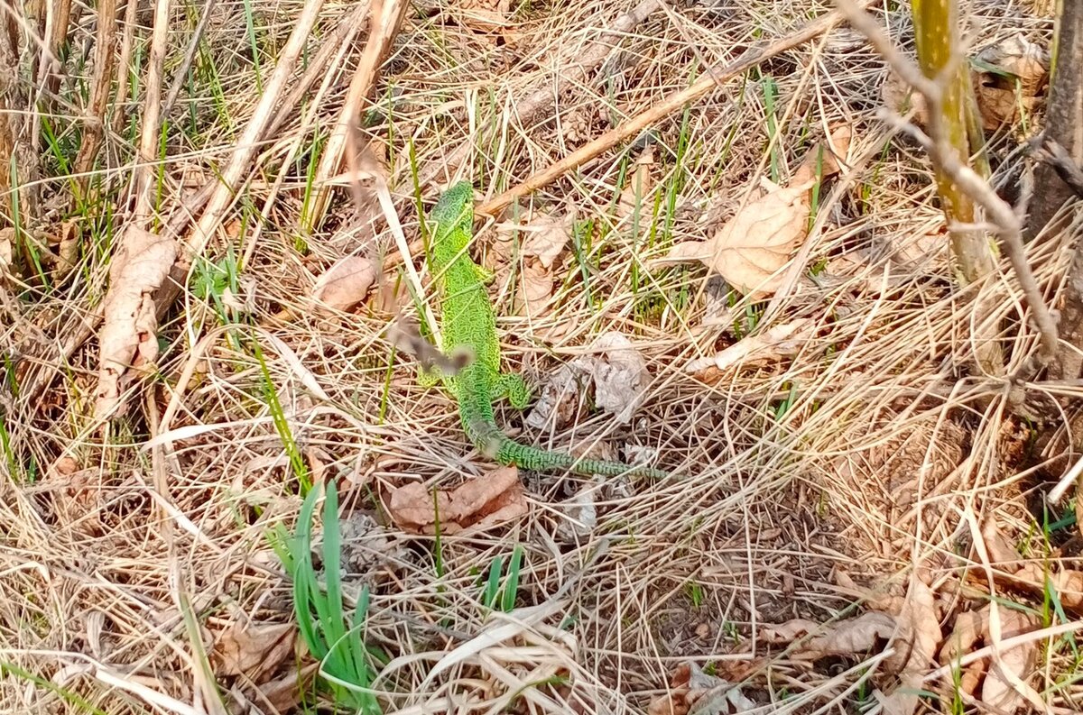 Самец прыткой ящерицы. Берег Томи в районе Журавлей, май 2020-го. Фото: Лора Никитина
