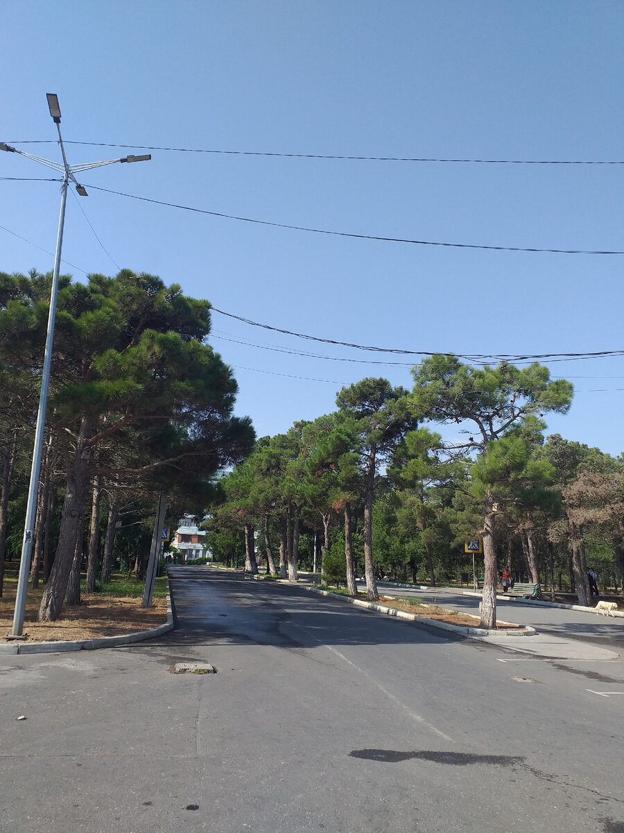 Растительность у Набережной. Фото автора.