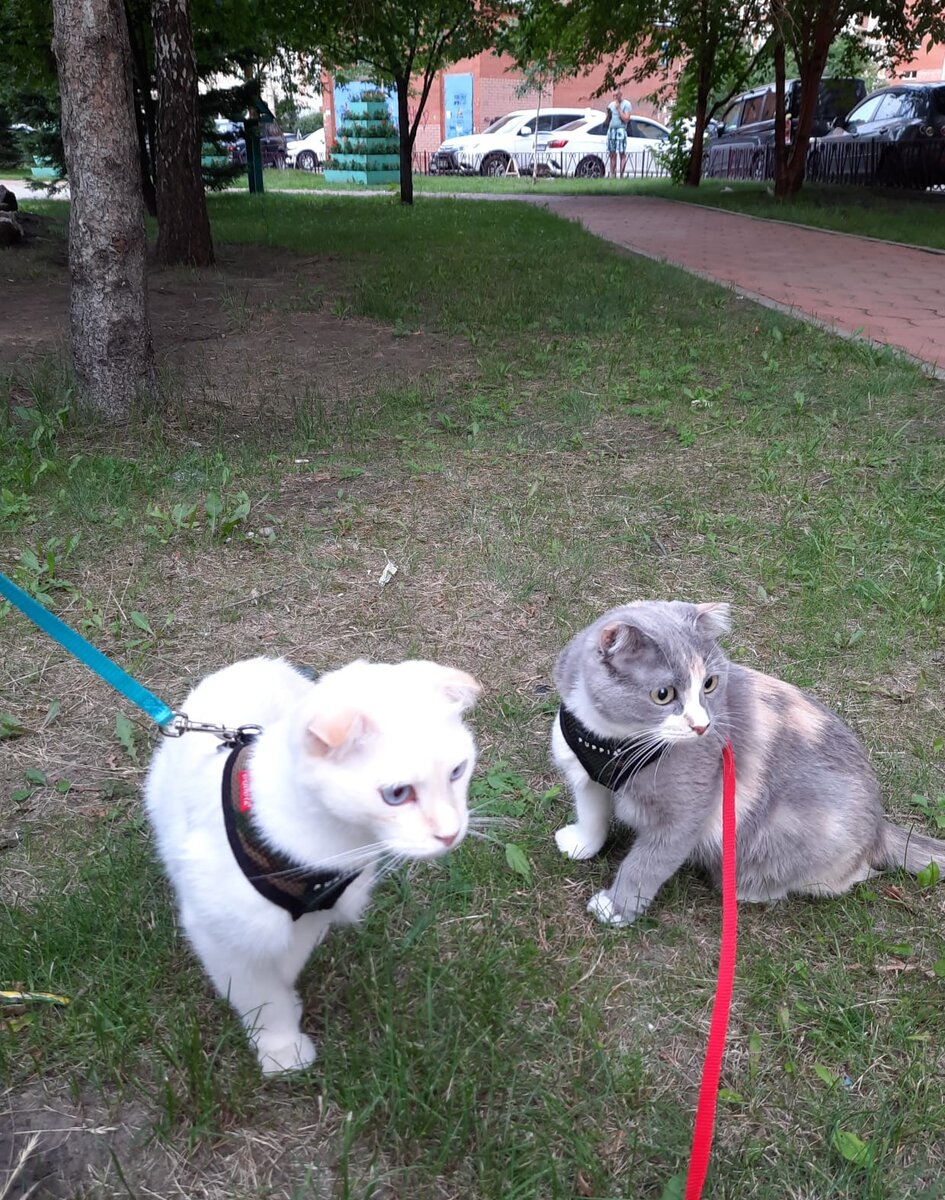 Снежка и Осень