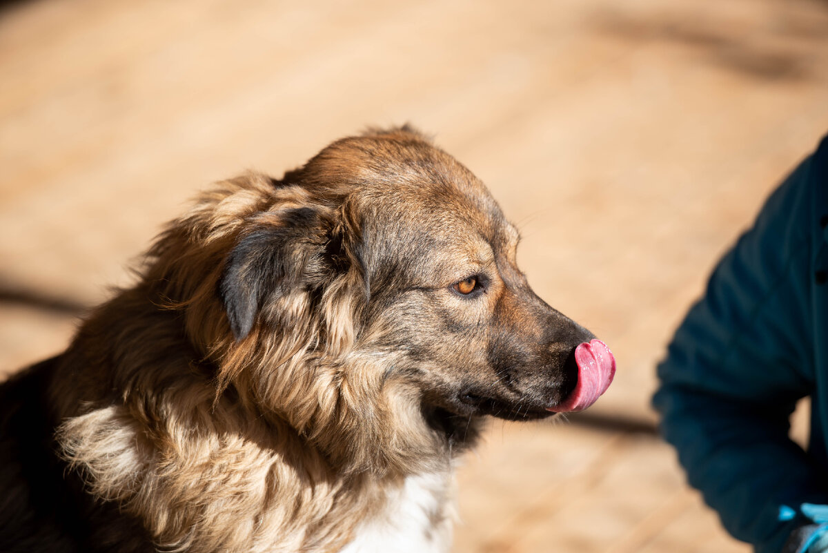 В ожидании следующей вкусняшки