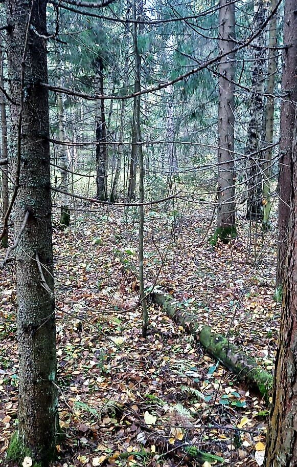 Листья в лесу. 