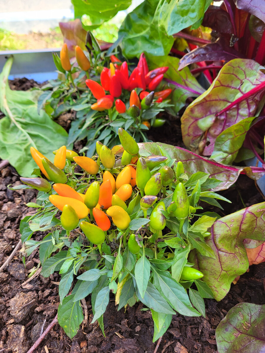 Острый перец Калейдоскоп