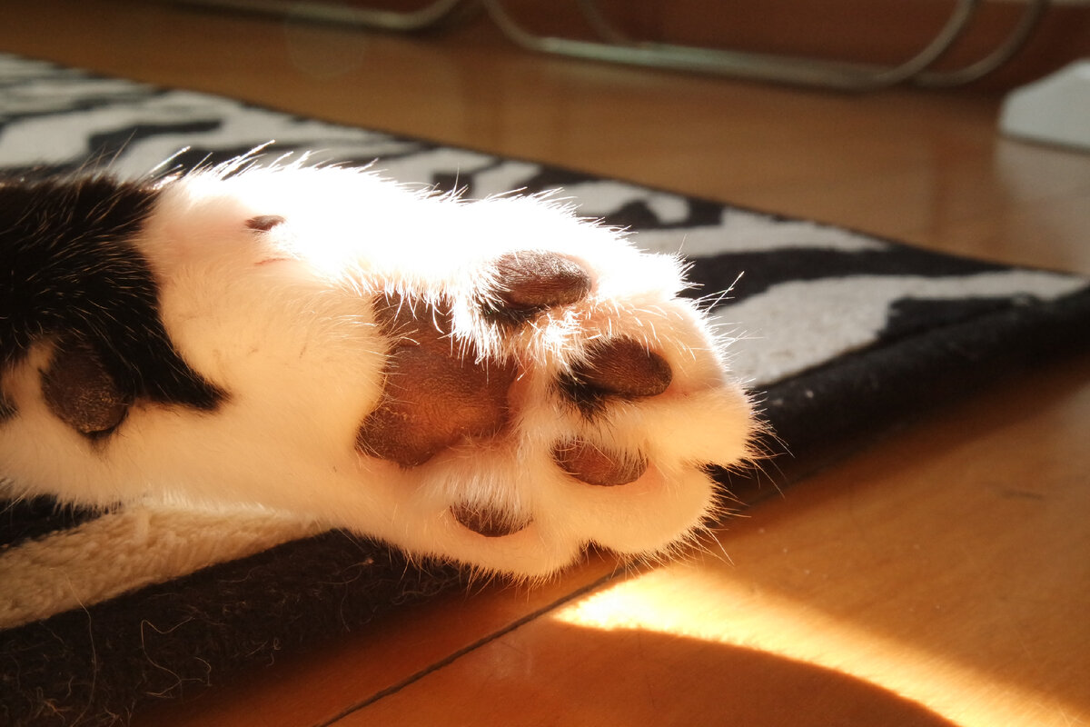 почему кошки топчут лапками одеяло и мурлычет