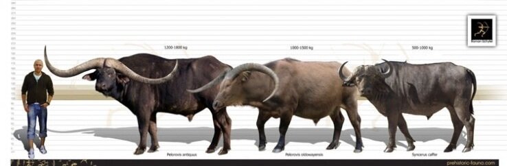 Я не пойму, нас на убой что ли ведут?