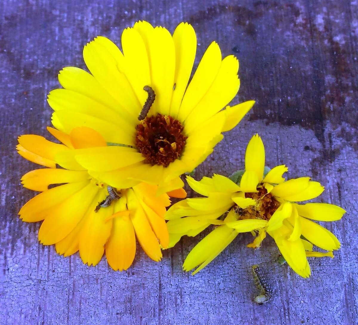 Гусеницы лугового мотылька питаются всем, в т.ч. и календулой и помидорами