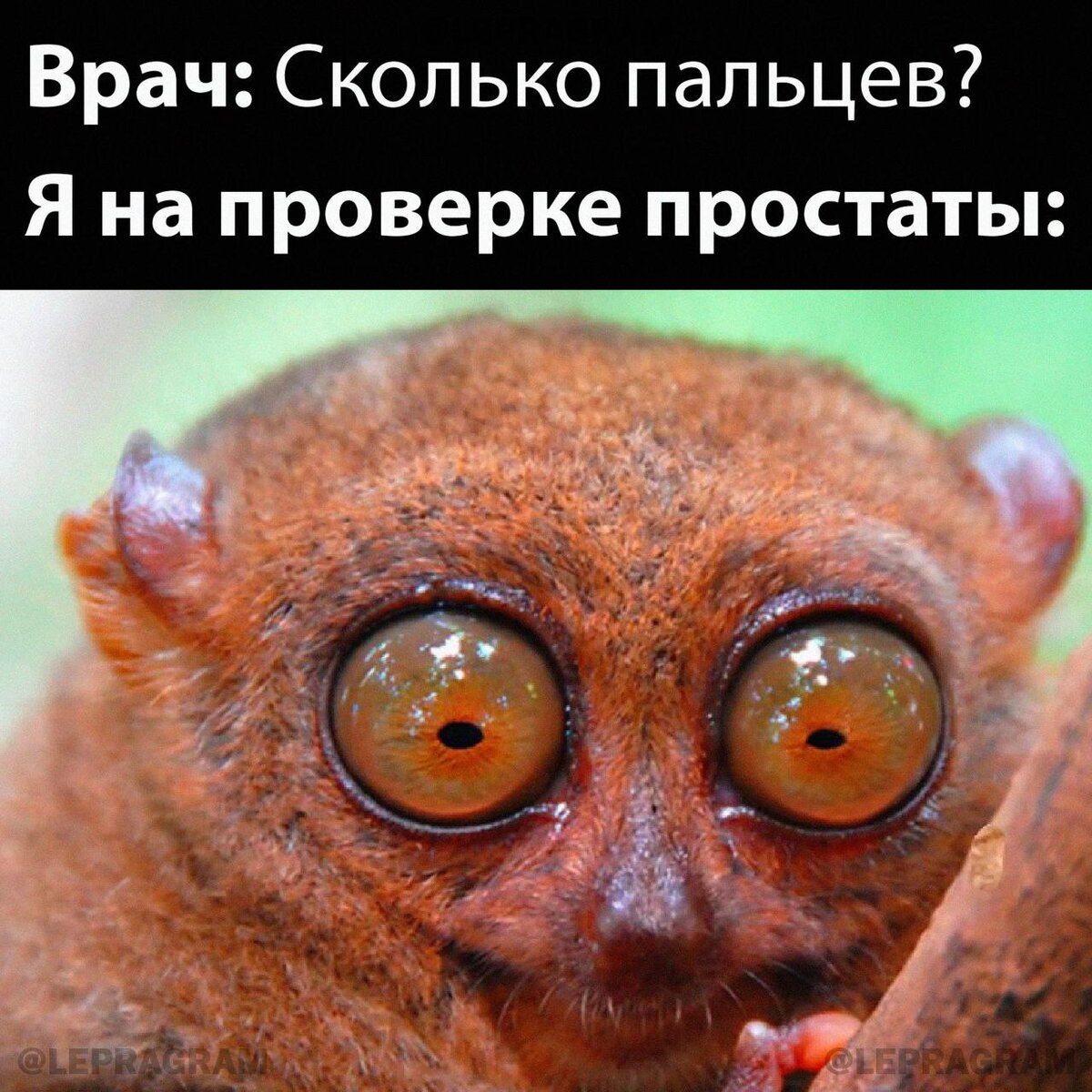 У какого животного выпученные глаза