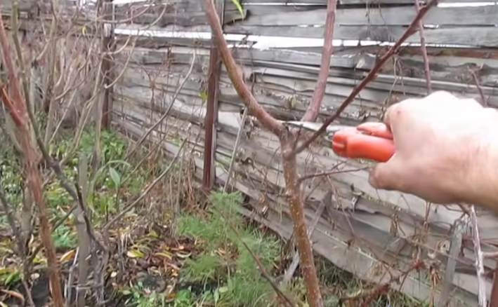 Особенности осенней обрезки