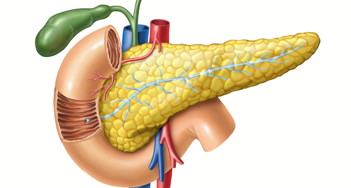 Здоровая поджелудочная железа картинка