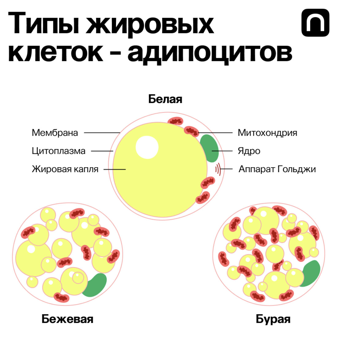 Существует и третий тип жира - бежевый. Это промежуточная стадия между бурой и белой жировой тканями. Она выполняет функцию термогенеза. 