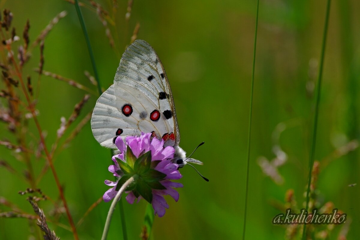 Аполлон (Parnassius apollo), снят во Владимирской области.