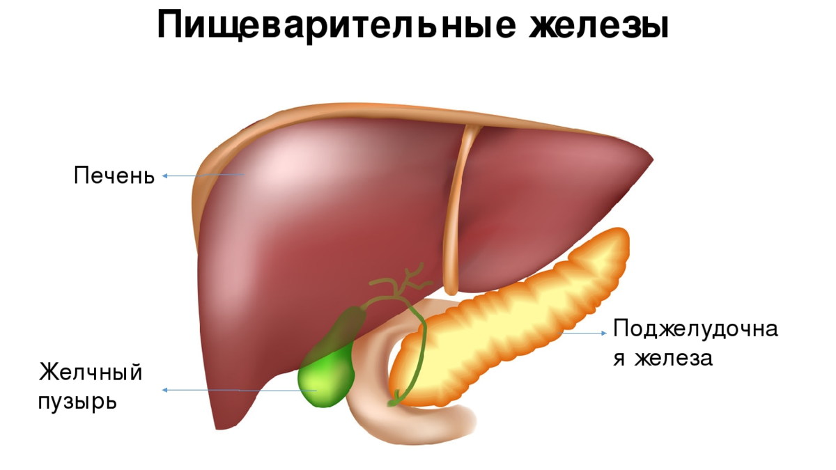 Печень поджелудочной железы. Пищеварительные железы печень и поджелудочная железа. Печень желчный пузырь поджелудочная железа анатомия. Печень поджелудочная железа желчный пузырь. Печень и желчный пузырь анатомия на человеке